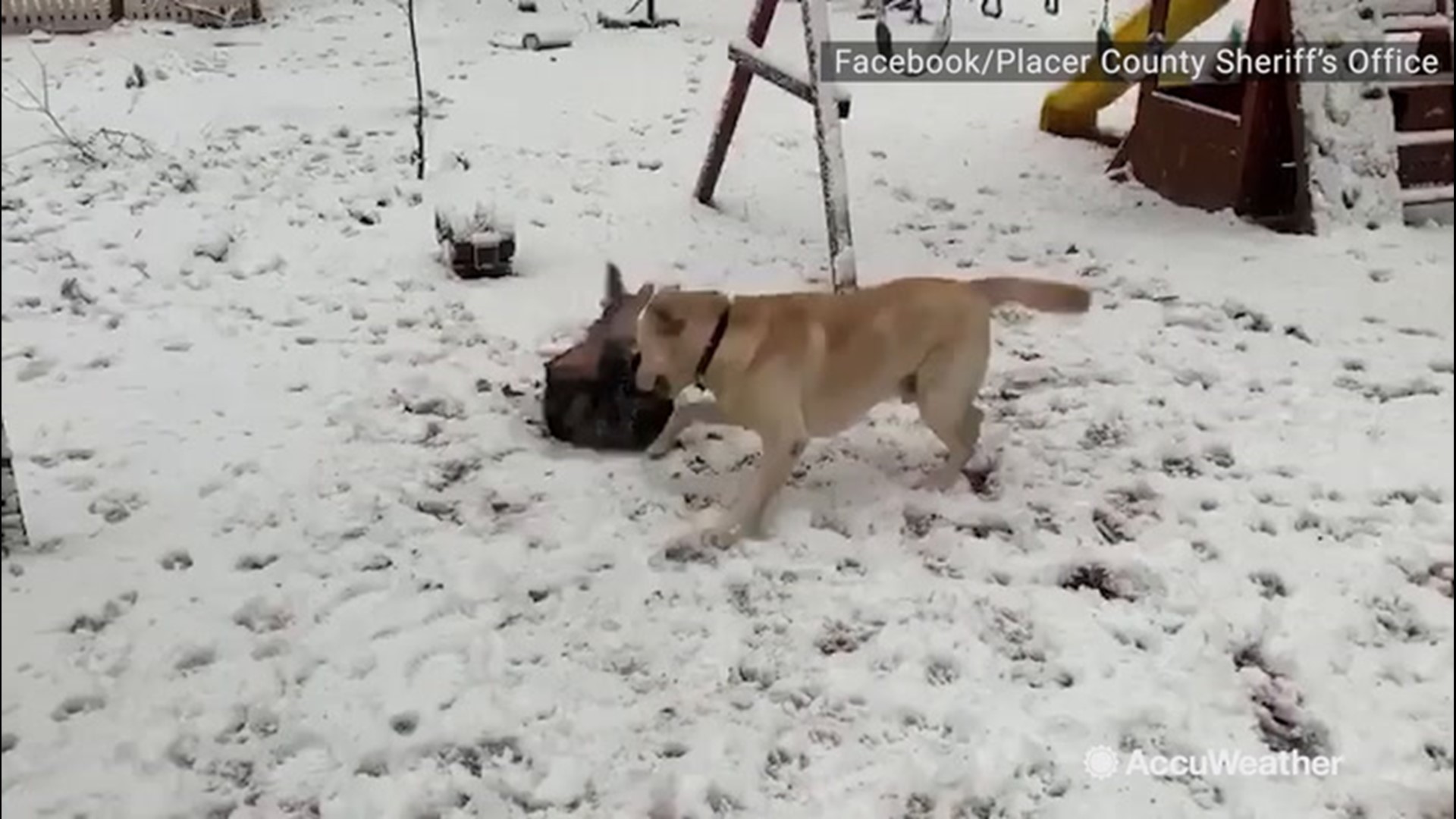 A police dog and his brother were recorded rolling around in their backyard after snow fell in Place County, California on Jan. 19.