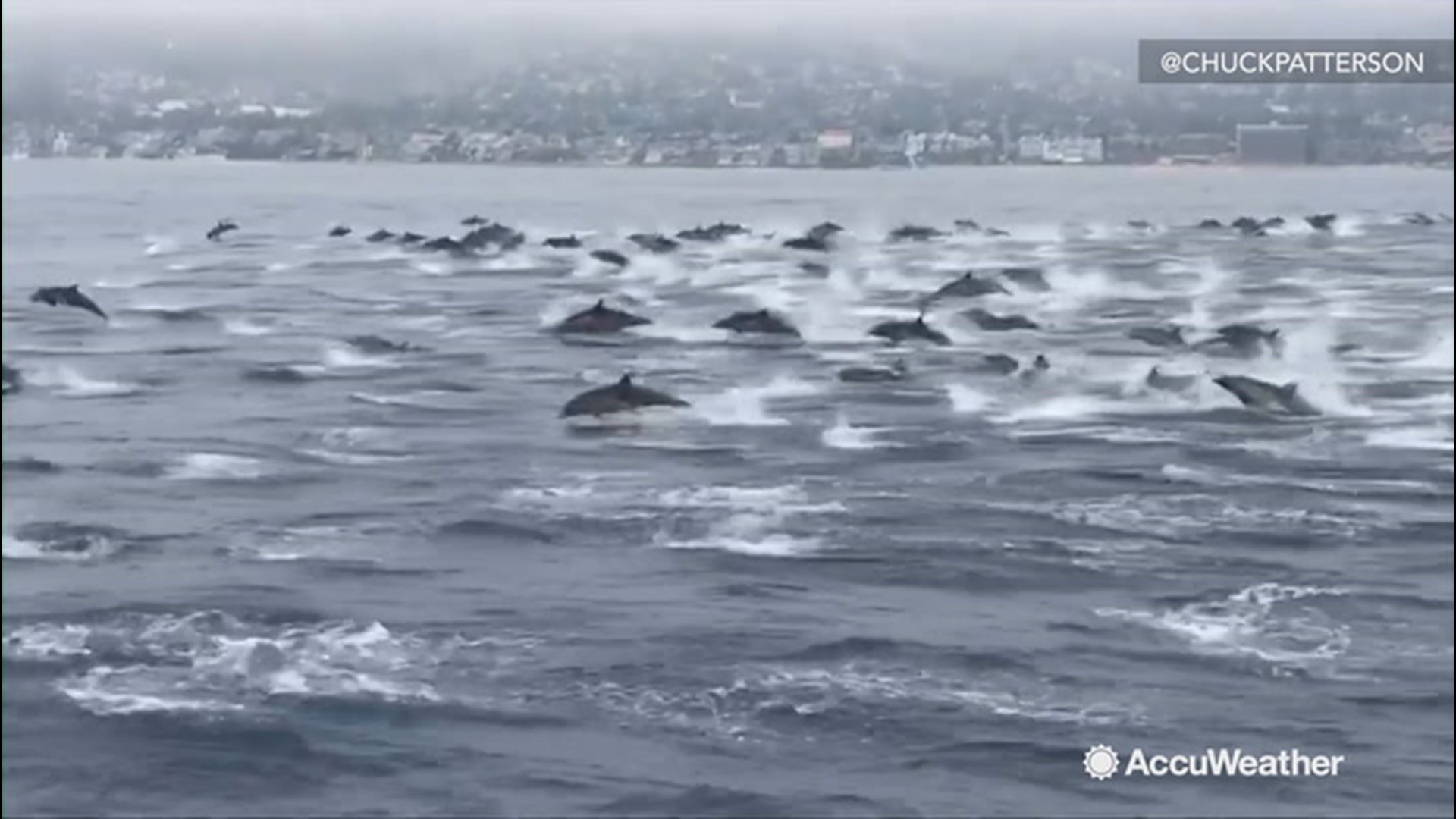Chuck Patterson filmed the dolphins on one side of the boat just off Laguna Beach recently. He estimated more than a 100 dolphins surrounded the boat with most of the mammals sticking on one side as it raced up the coast.