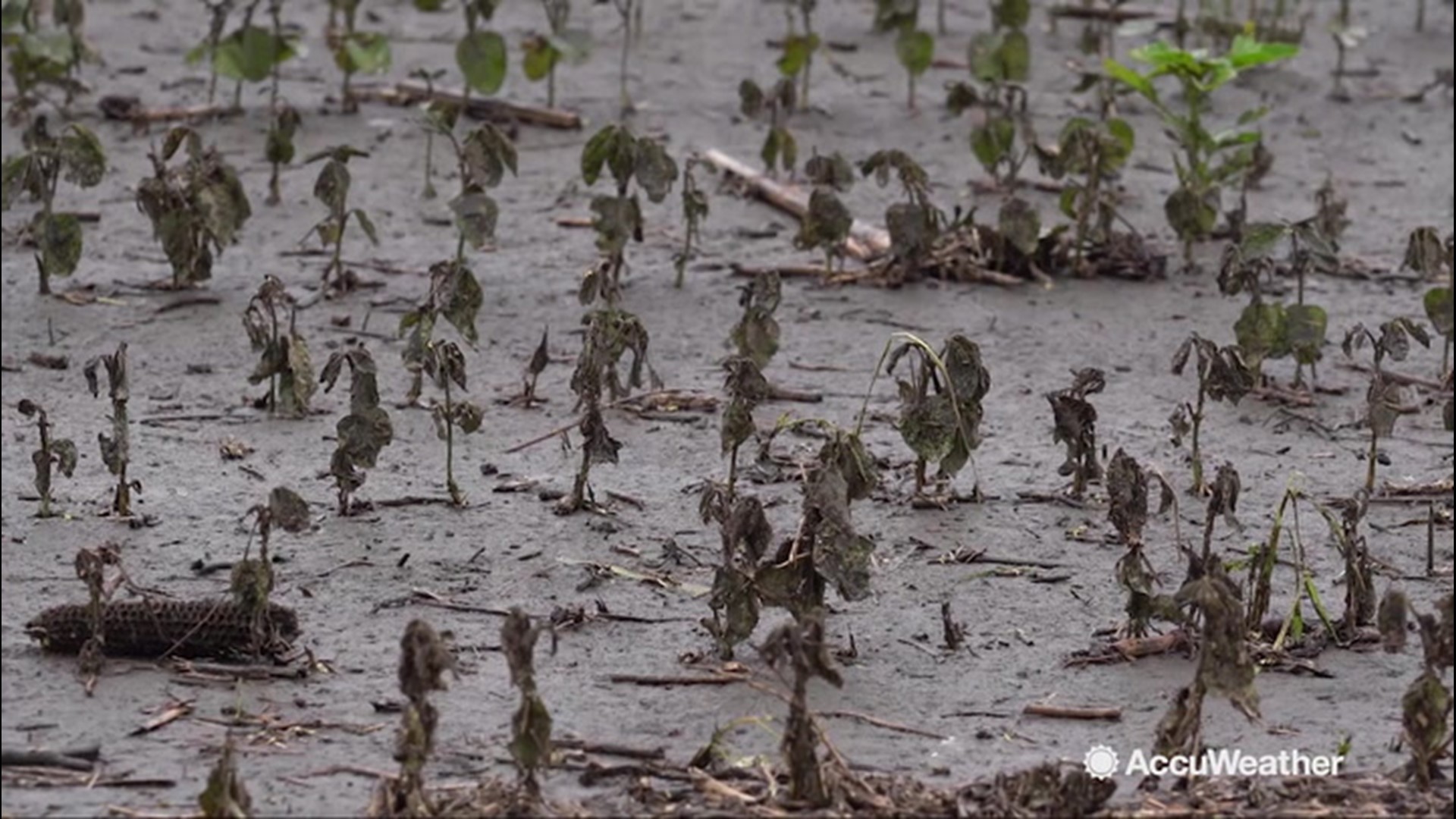 Acres and acres of farmland is flooded from the Missouri and Mississippi Rivers in St. Charles, Missouri. Homes have been surrounded by flooding, as well with homes only accessible by boat. Many farmers have had to move equipment on to neighbors property to avoid damage.