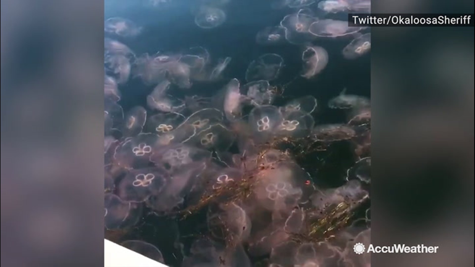 It's not a very good day to go for a swim in Choctawhatchee Bay, Florida, on Sept. 18, with jellyfish as far as the eye can see.