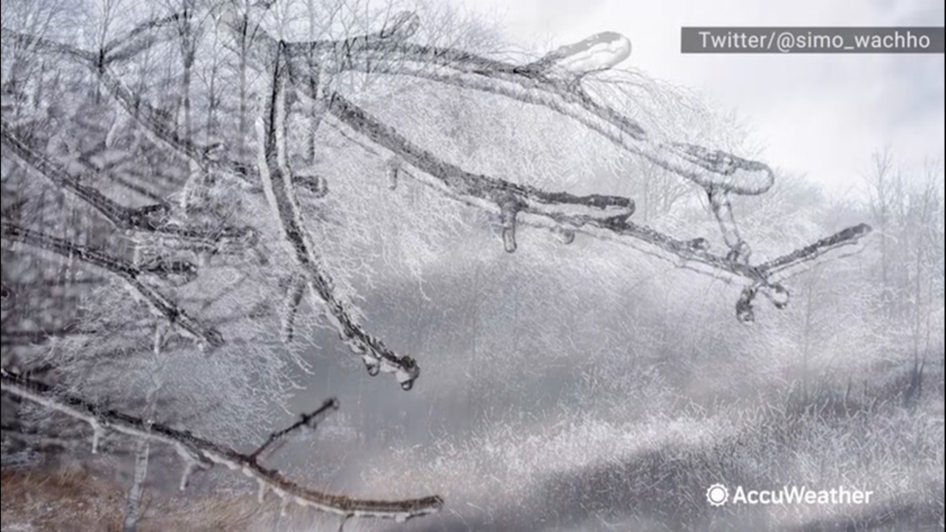 Ice was captured weighing down on trees in Pennsylvania's Pocono Mountains in the early morning of March 24.