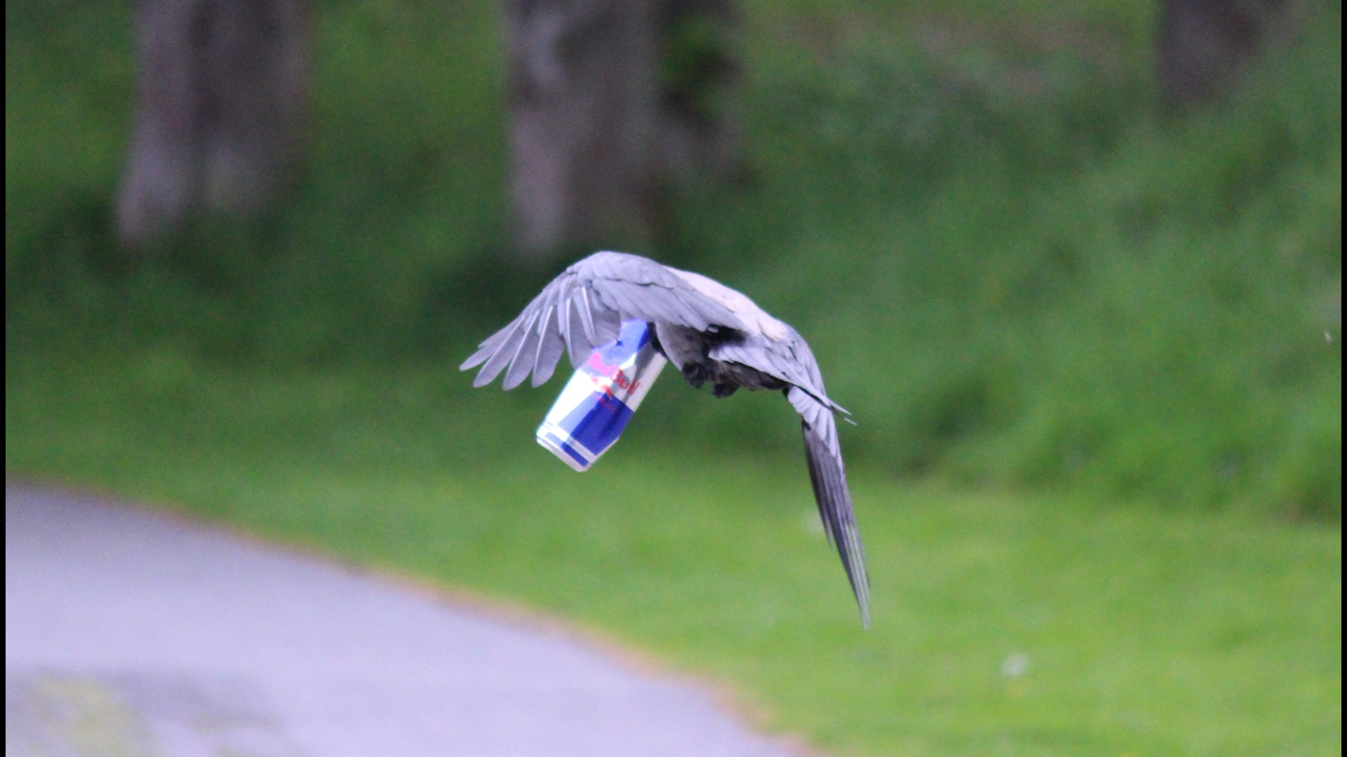 Avian Advertisement Photog Snaps Pic Of Crow Flying Off With Empty Red Bull Can 12newsnow Com