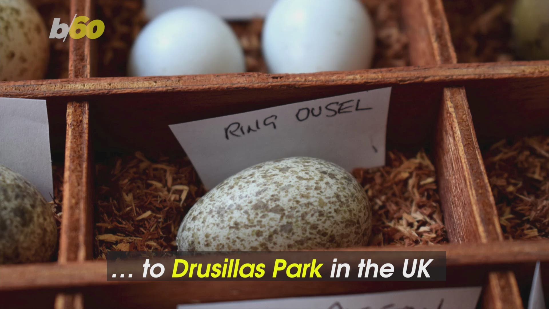 Zoo Gets Rare And Bizarre Collection Of 100 Year Old Bird Eggs 12newsnow Com