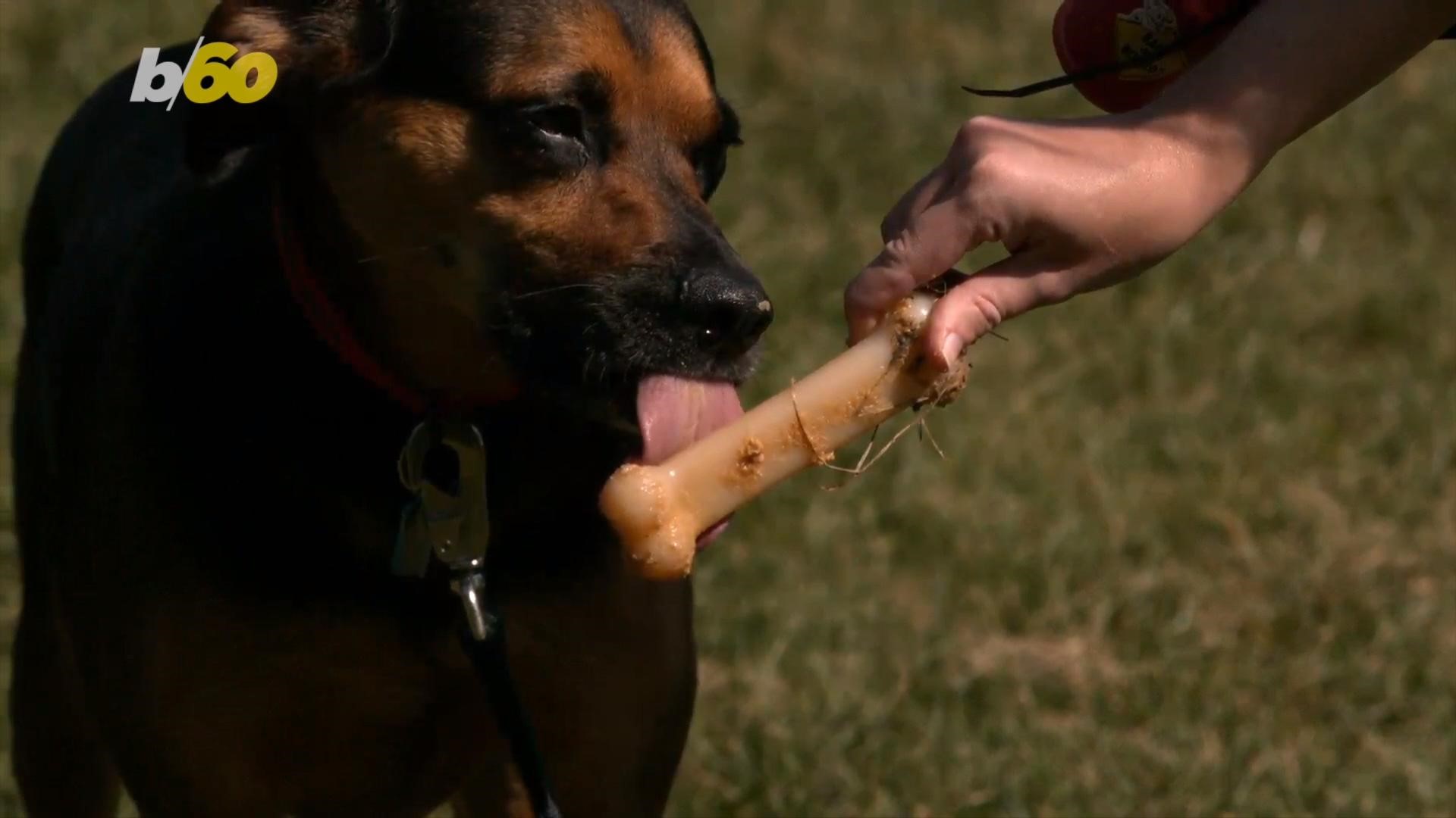 Dog turning. Dogs TN the Fogs. Dog licking girl feet with Peanut Butter.