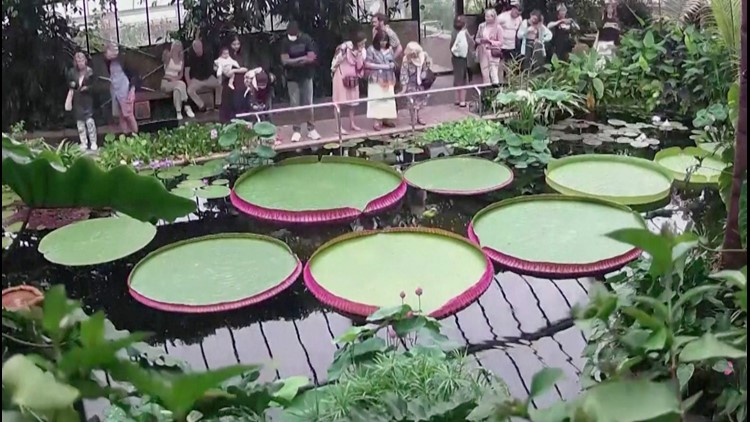 Must See! Photographer captures timelapse of the world's largest lily pad growing BIG