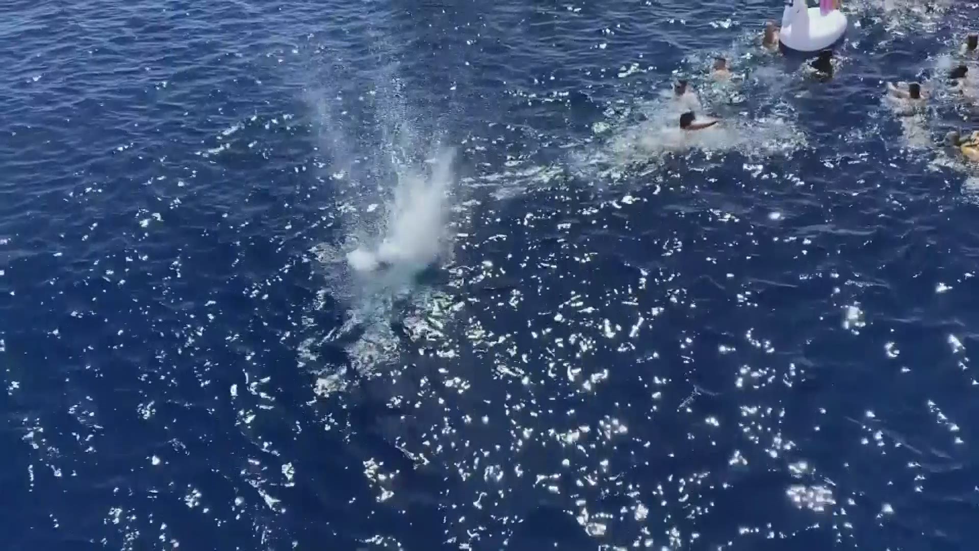 US Coast Guard crew encounters shark during swim.