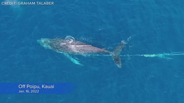 Humpback whale entangled in debris off Kauai, Hawaii