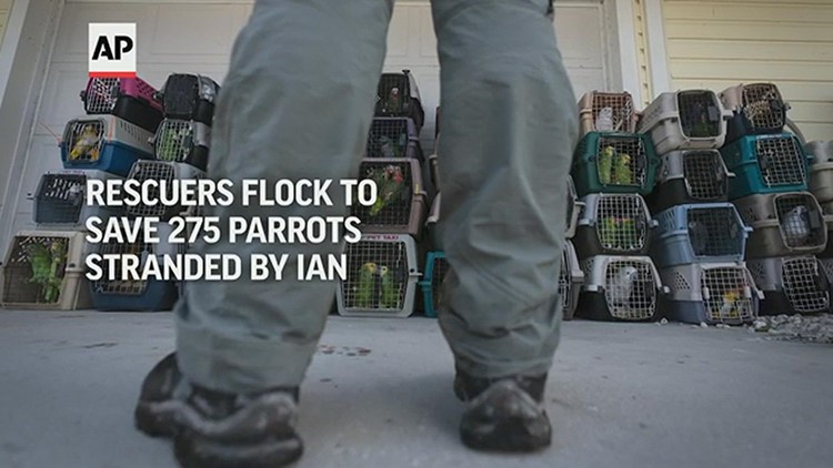 Rescuers flock to save parrots stranded by Ian