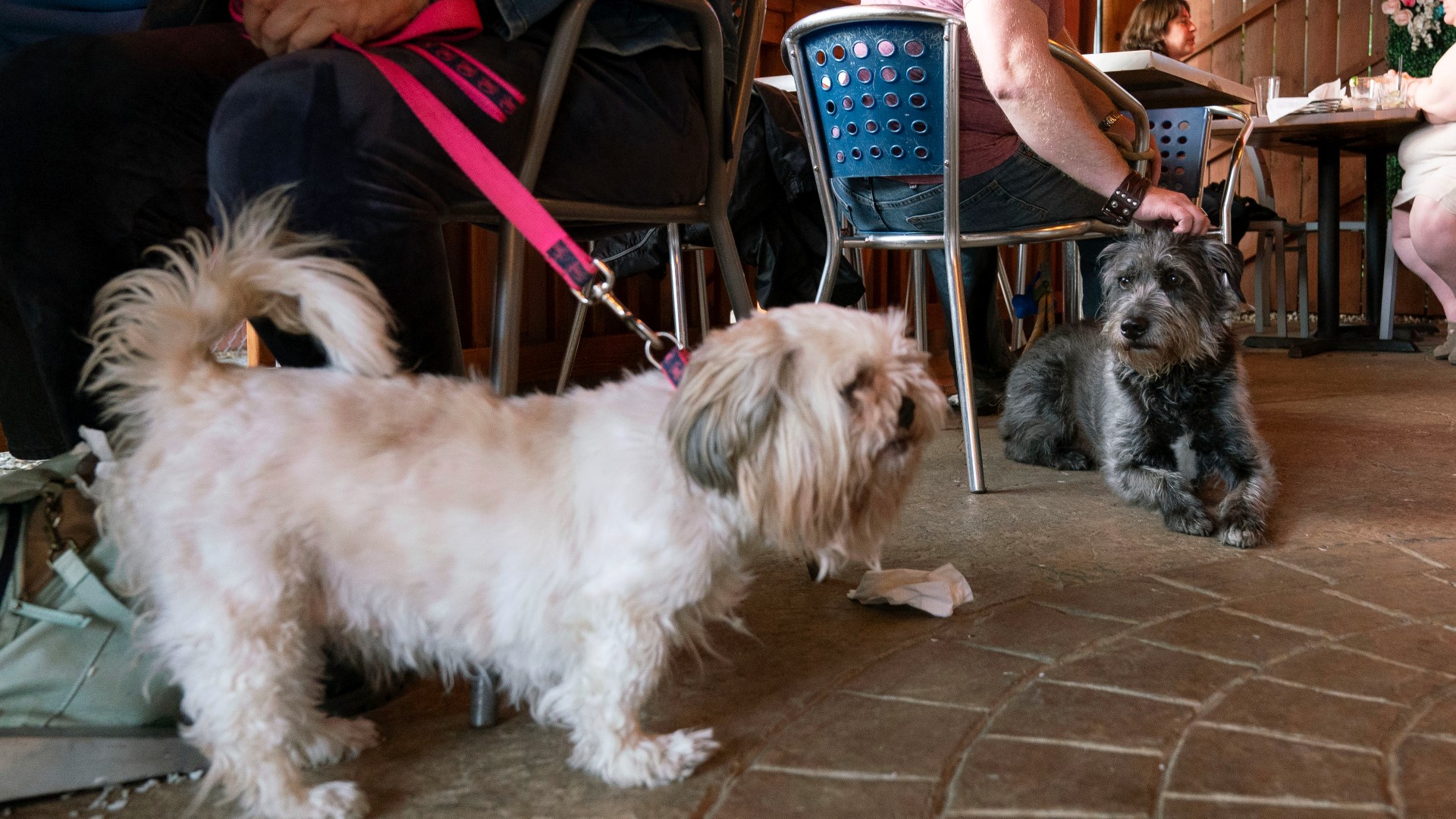 New government guidance for outdoor dining with dogs