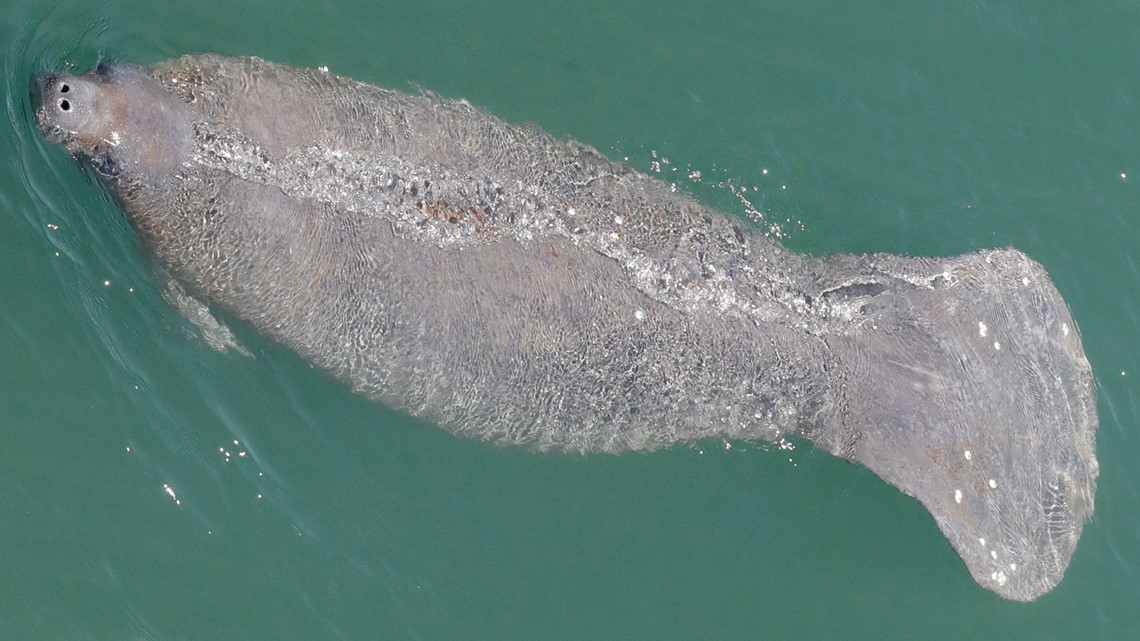 Florida manatees dying at record levels - Vimarsana News