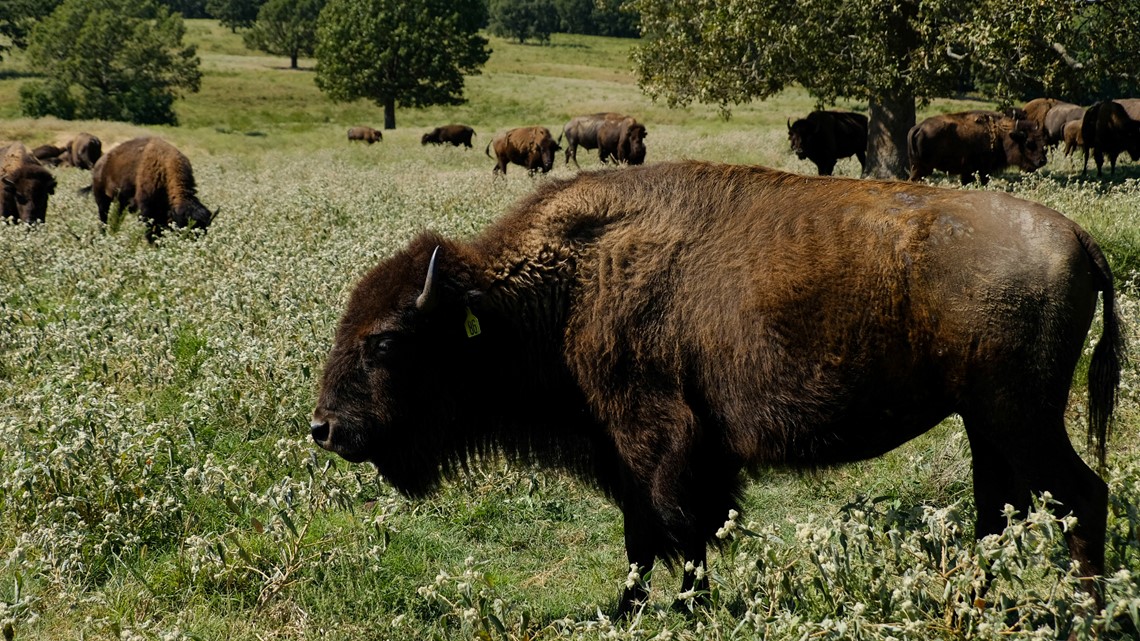 Relocation of bison to Native lands revives spiritual bond - Vimarsana News