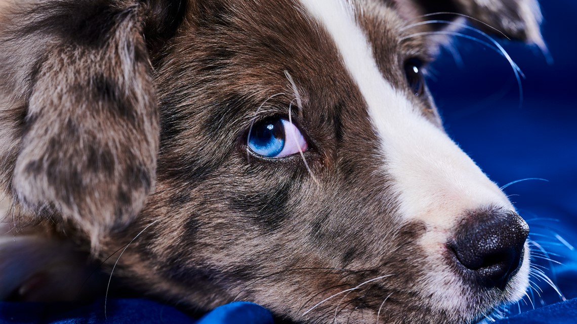 The newest member of the Houston Texans franchise is furry. Texans Pup was  introduced to the public recently.