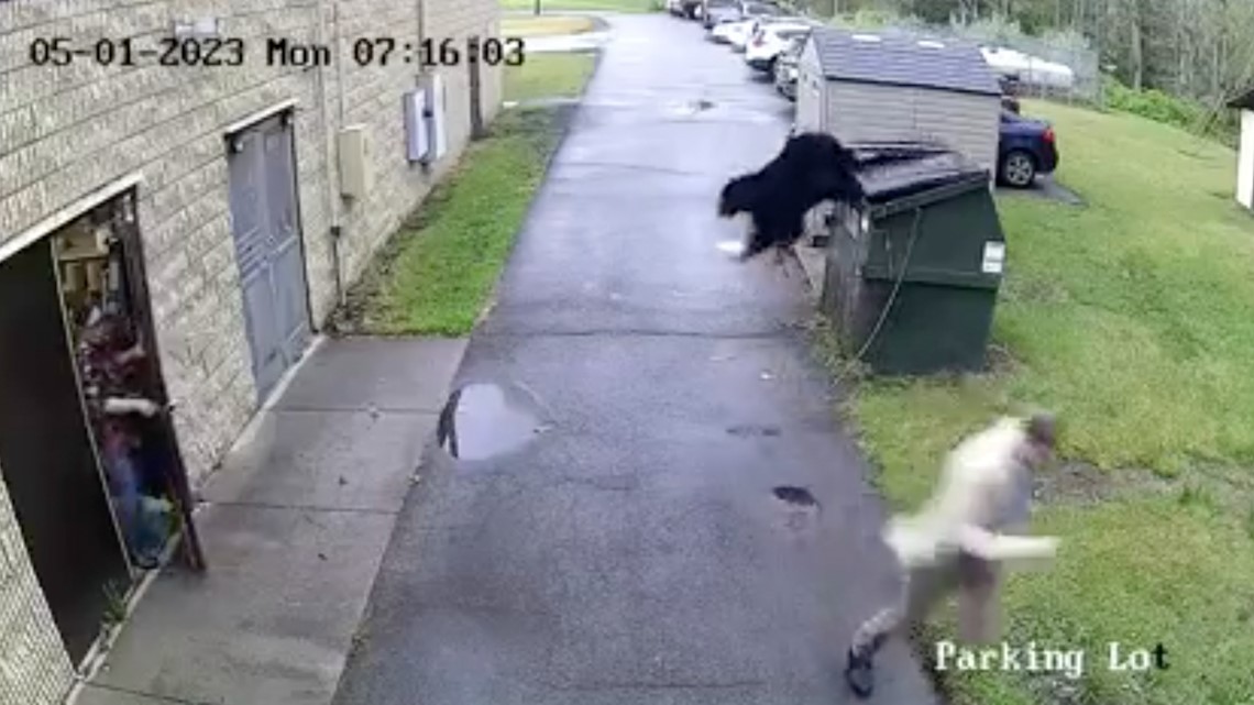 WATCH Bear gives West Virginia principal a roaring wake up call