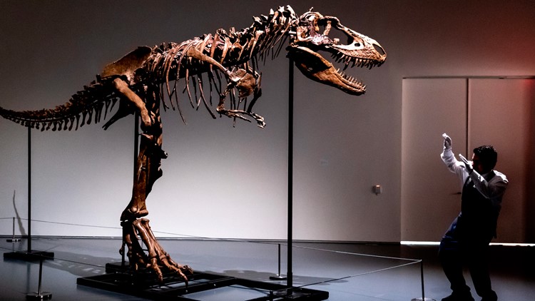 Gorgosaurus dinosaur skeleton for sale in NYC | 12newsnow.com