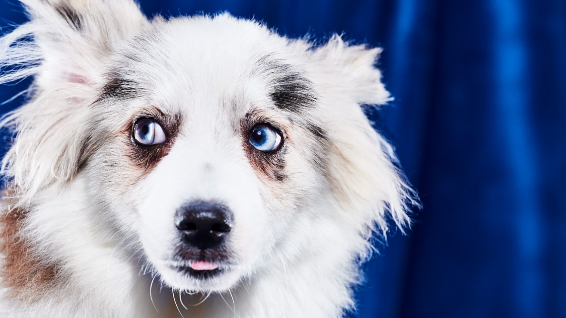 Puppy Bowl 2023 lineup: Meet the adoptable dogs in the game