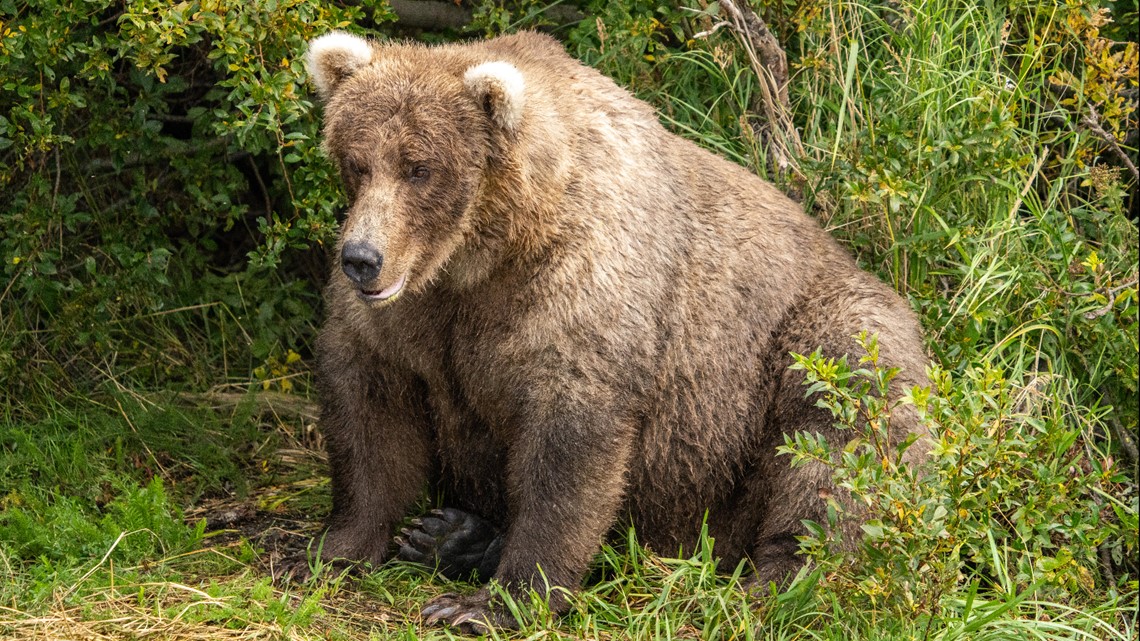 Who won Fat Bear Week 2023? | 12newsnow.com - Vimarsana News