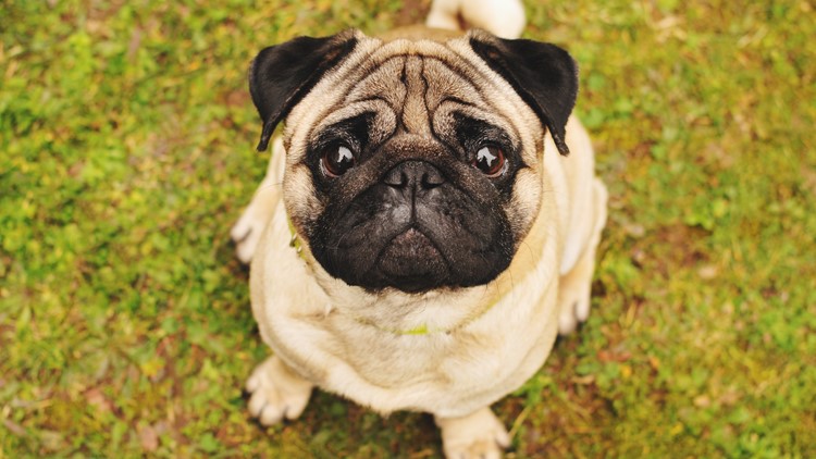 'Thank you for loving him': Noodle, the 'bones or no bones' pug, has died