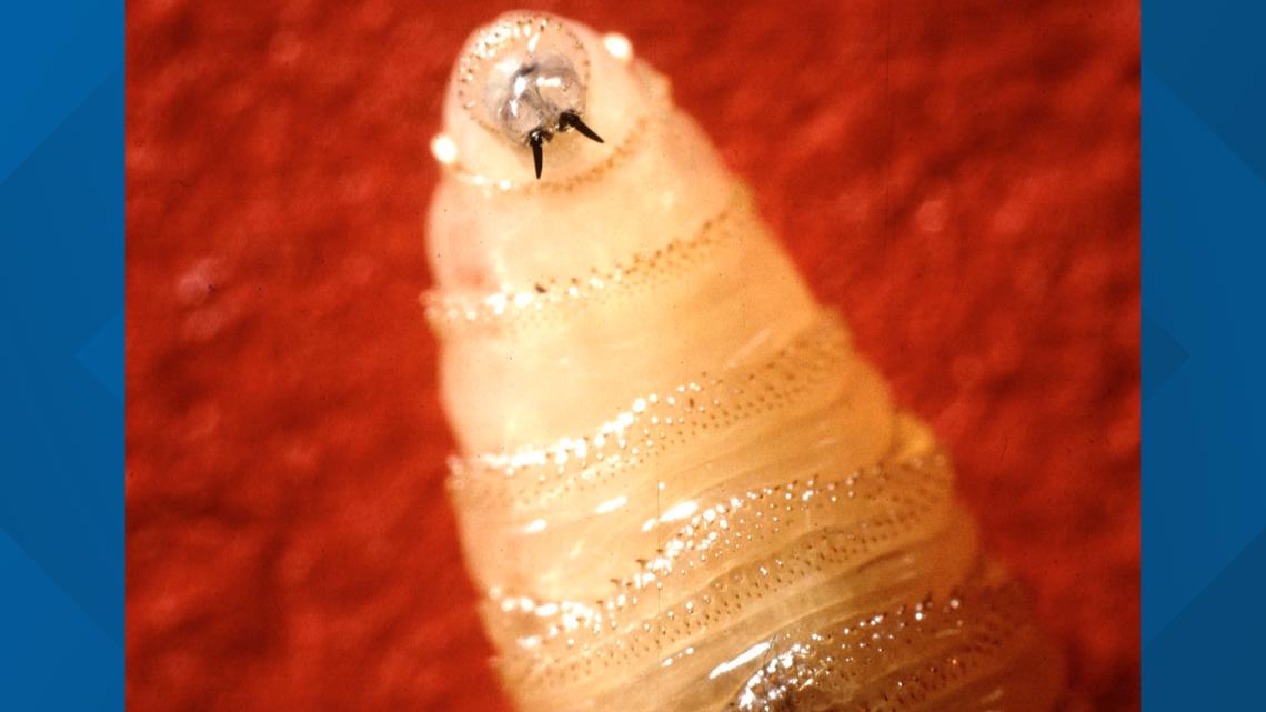 US has reclosed its southern border to livestock imports after a flesh-eating parasite is seen further north in Mexico