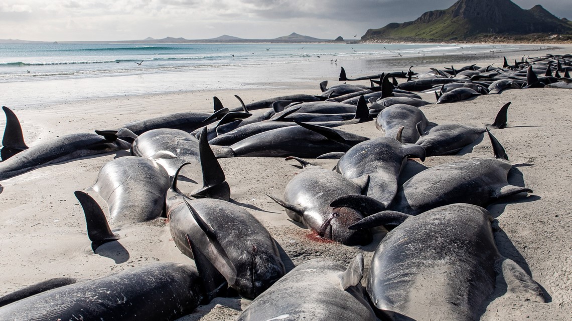 Nearly 500 whales beach themselves in New Zealand - Vimarsana News