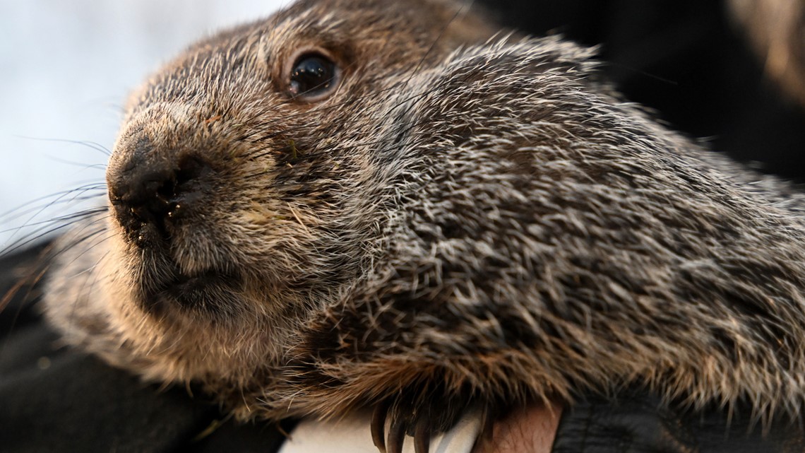When is groundhog day? | 12newsnow.com - Vimarsana News