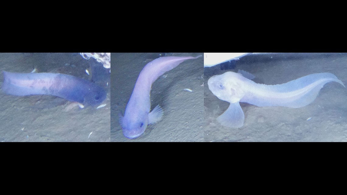 Translucent fish without scales discovered deep in the