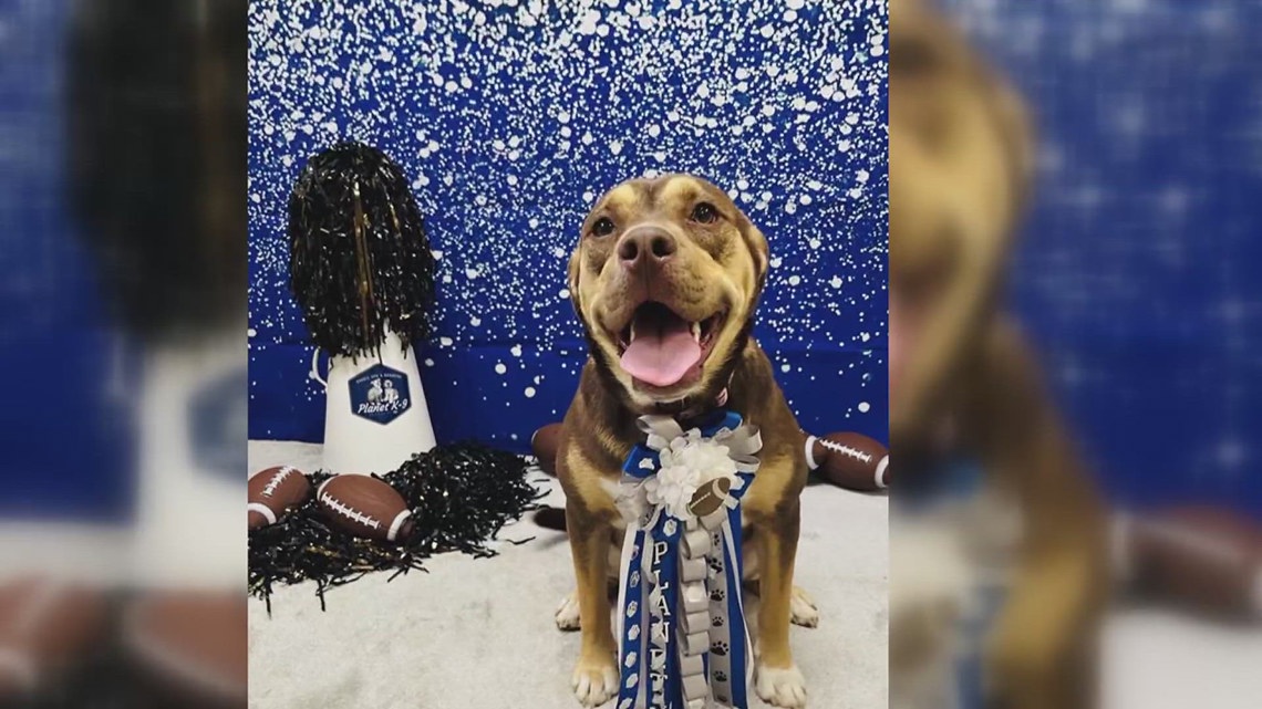 Beaumont doggy daycare throws for dogs