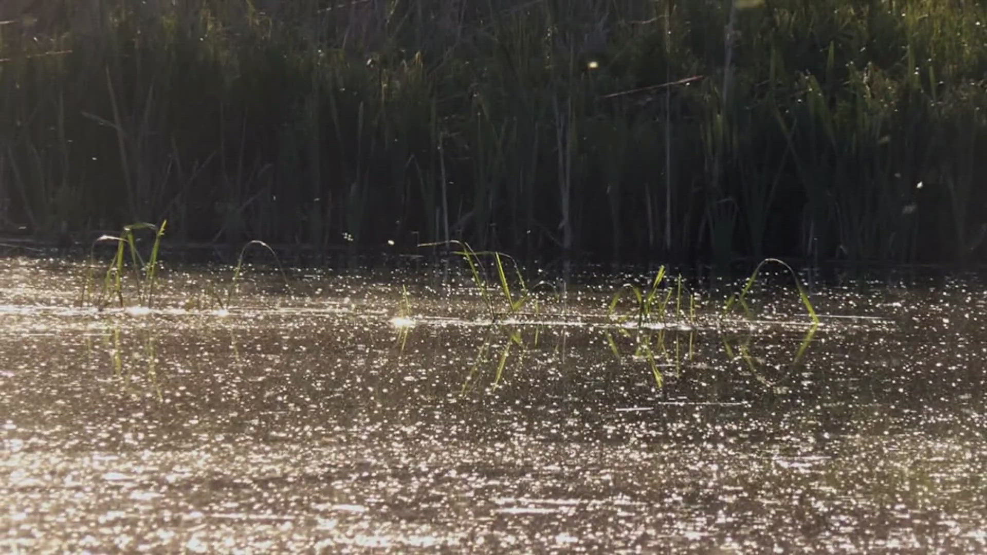 They say the mix of flood waters and warmer temperatures make the perfect recipe for mosquito breeding.