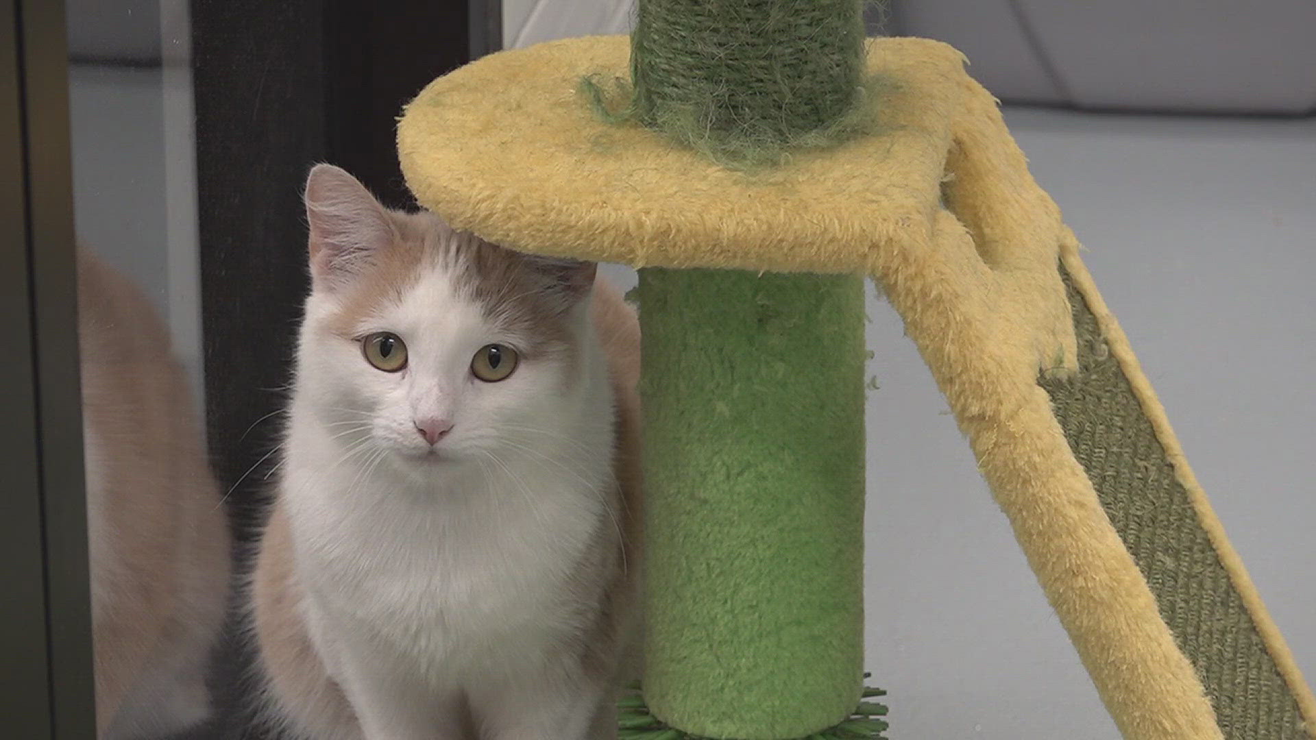 Humane Society prepares for Saturday's Clear the Shelter event ...