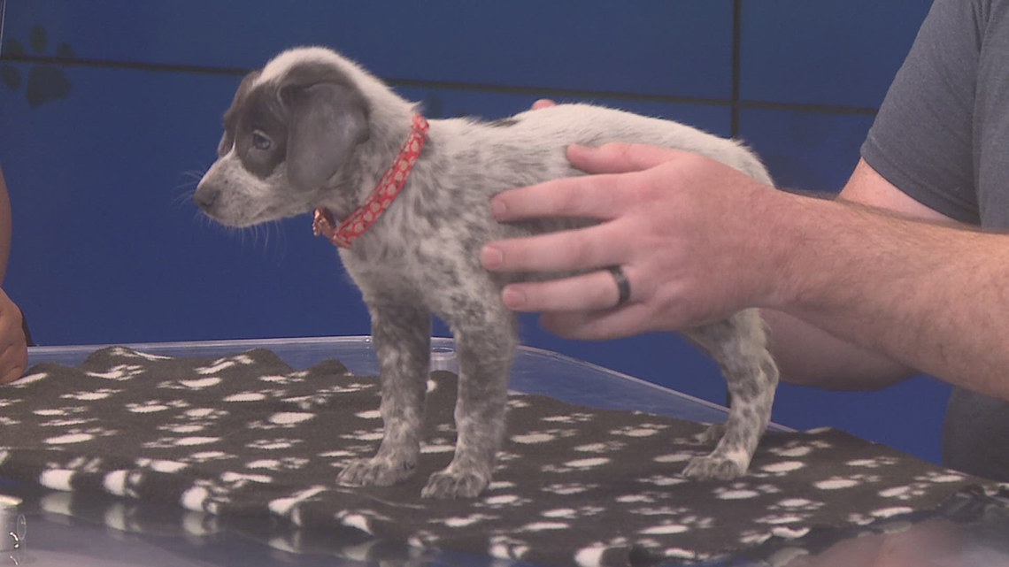 Humane Society of Southeast Texas nears capacity as Clear the Shelters event approaches