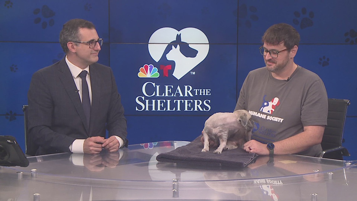 Humane Society of Southeast Texas faces overcrowding despite recent adoption success during Clear the Shelters