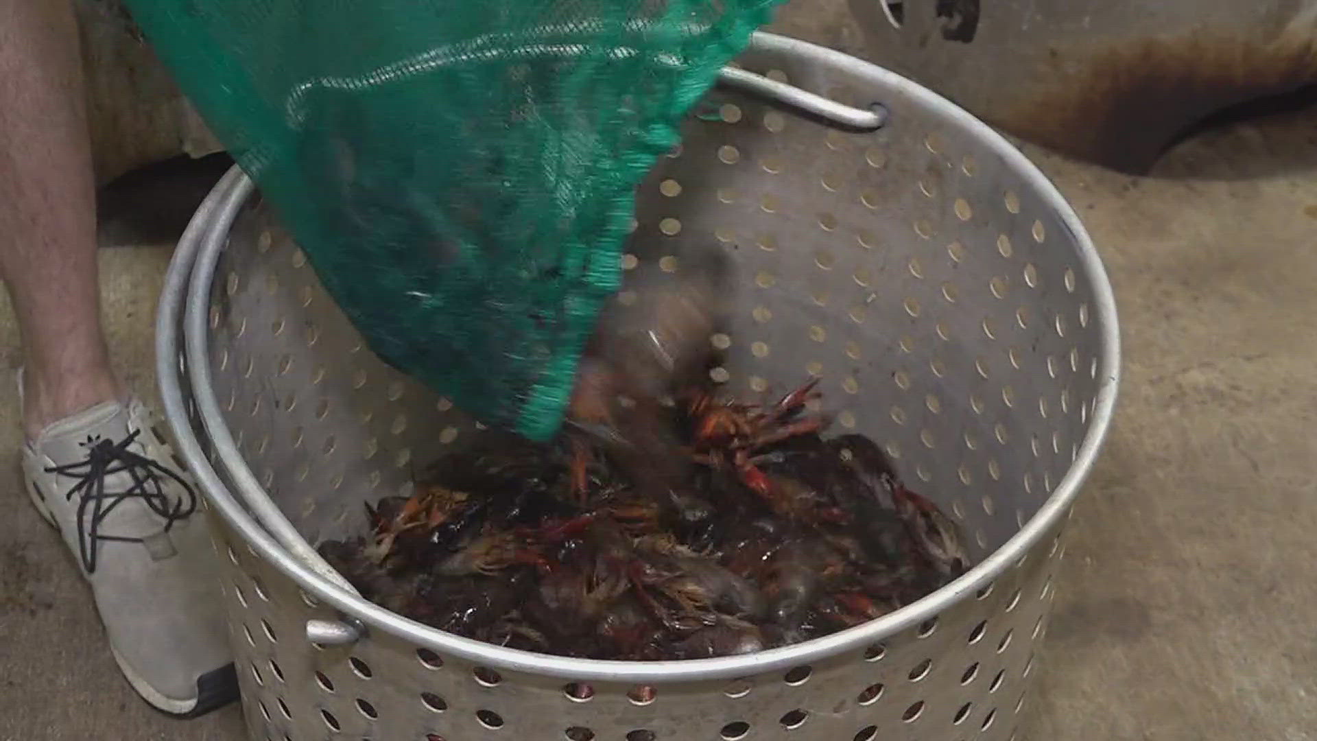 The crawfish app allows you to find the lowest priced crawfish in your area, boiled or alive.