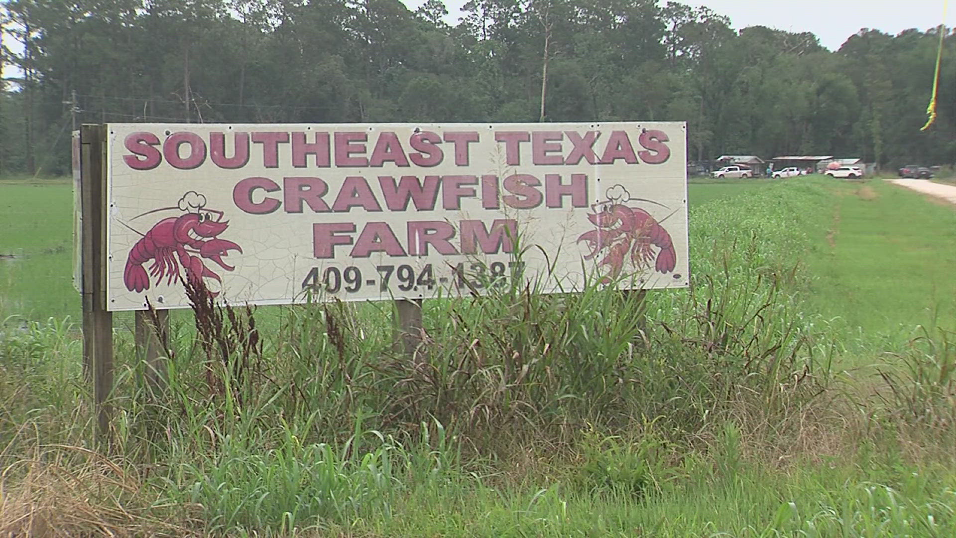 They got to hear the process from the field to the plate. For some kids it was their first time seeing a crawfish farm.