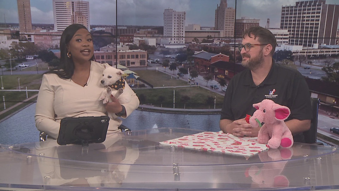 Adopt a dog or cat on Valentine's Day for $14 at the Humane Society of Southeast Texas