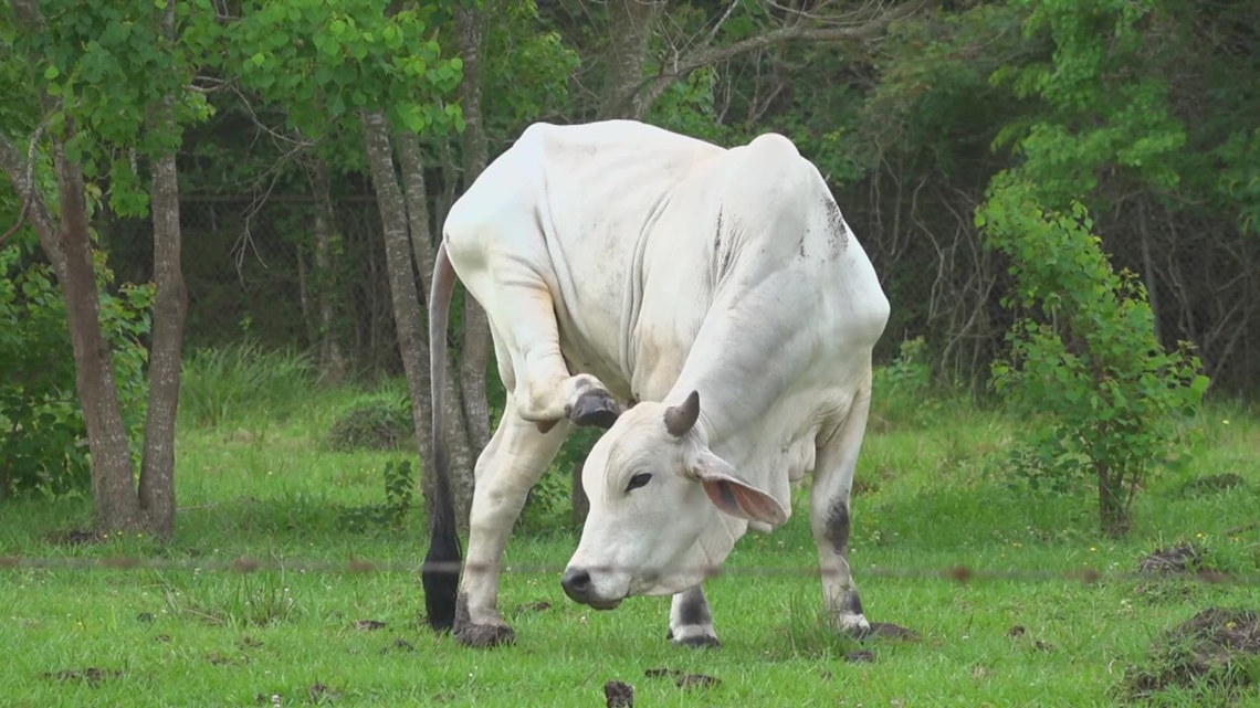 Beaumont ISD empowers future farmers amid Texas agriculture challenges