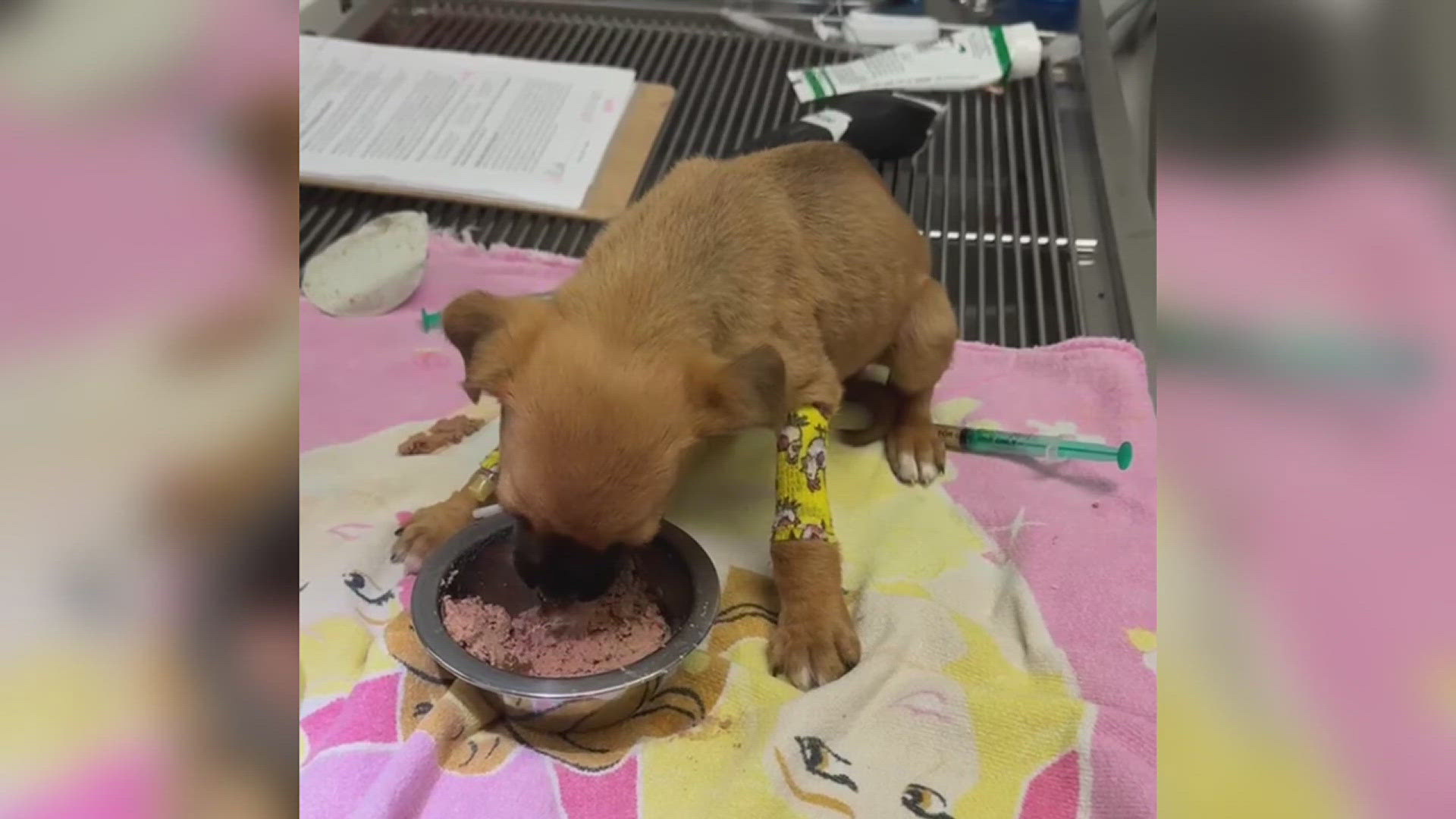 The Humane Society of Southeast Texas urges action after four animals were abandoned at its facility within 72 hours, deeming the situation unsustainable.
