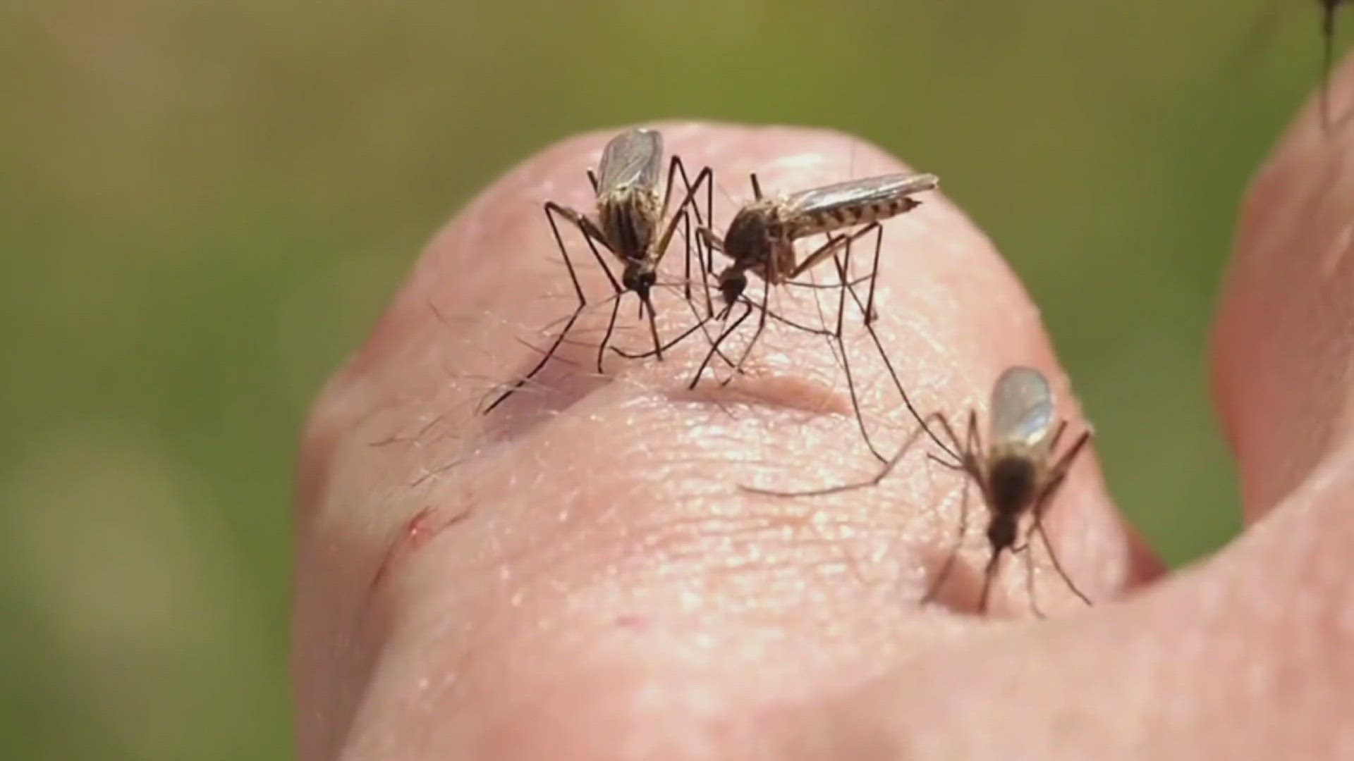 With more rain headed to Southeast Texas to add to the drenching the area has already received, the mosquito problem is only expected to continue.