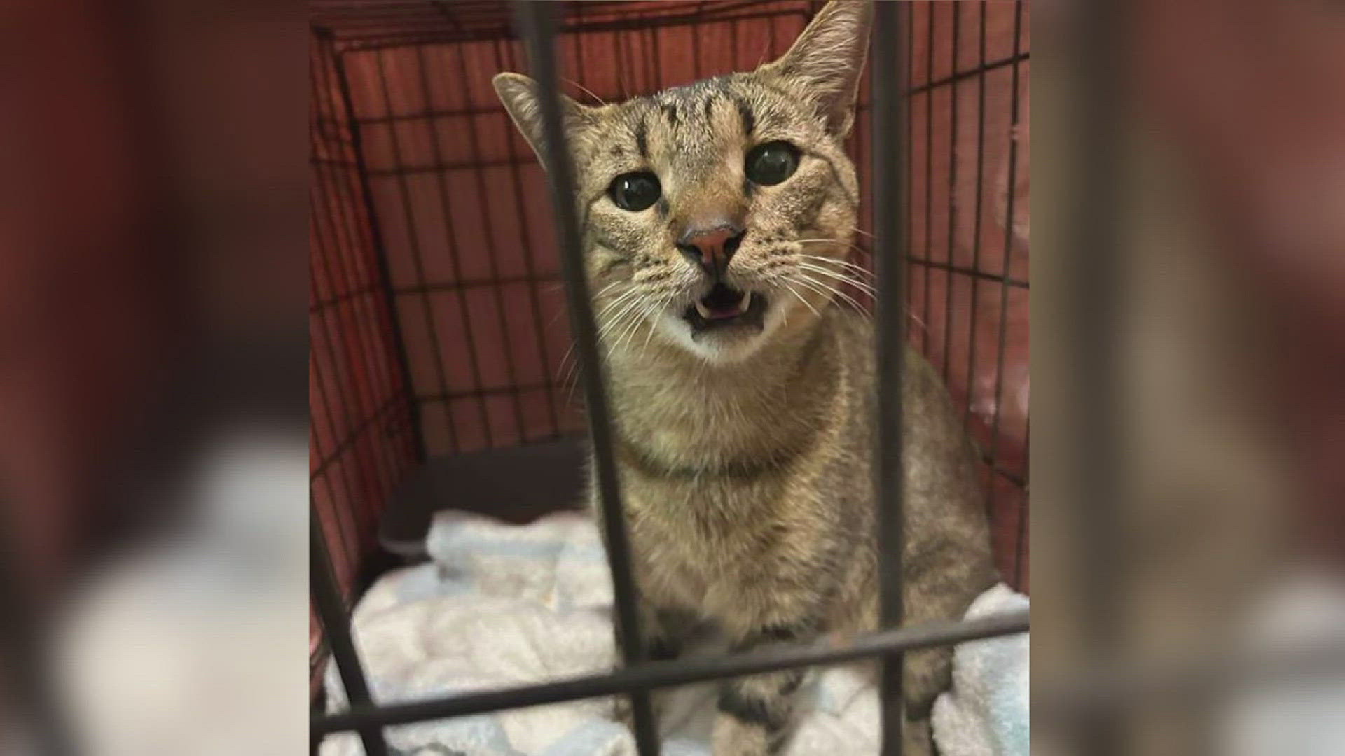 Vidor stray cat is recovery after amputee surgery