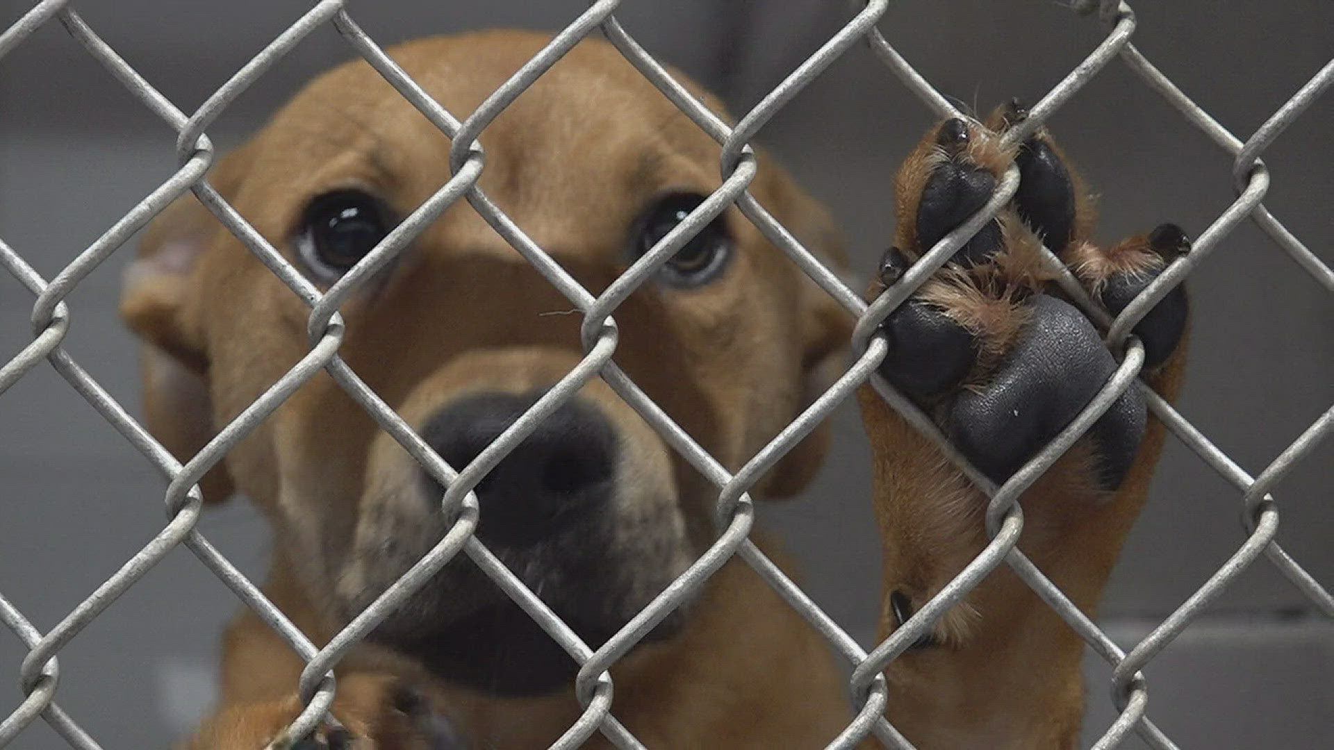 At Beaumont Animal Care there's a new way to help the shelter's dogs find new adoptive homes.