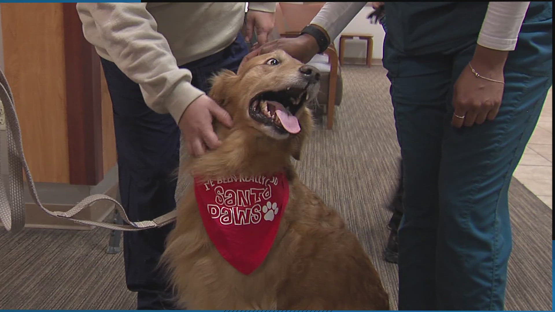 Dog therapy program brings holiday cheer to hospital patients and staff ...