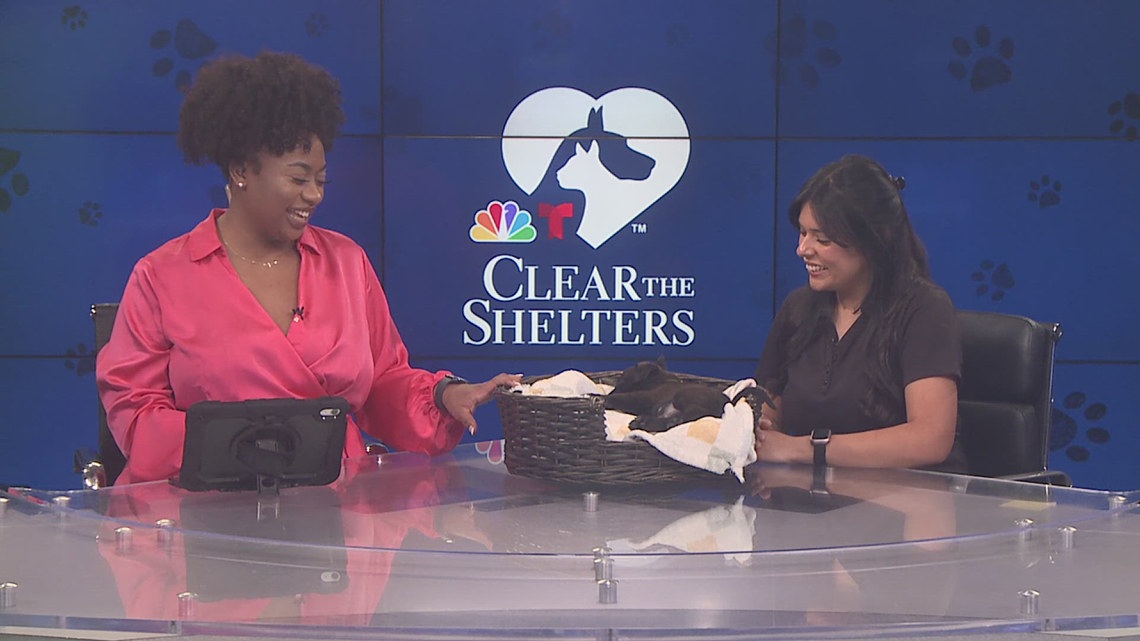 Clear the Shelters campaign finds homes for 150 animals in Southeast Texas so far