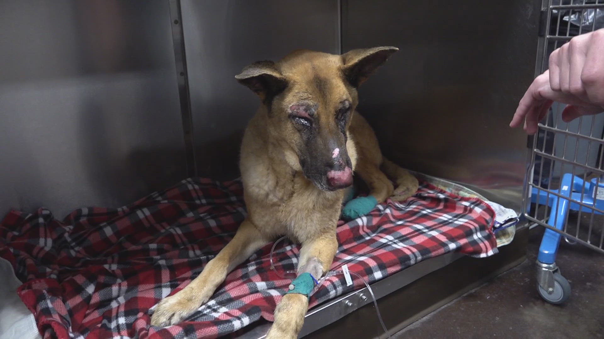 Deaf dog in Lumberton survives house fire | 12newsnow.com