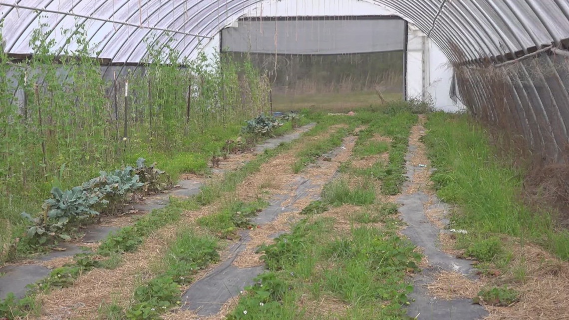 January cold snap crushes crops across Southeast Texas farmland