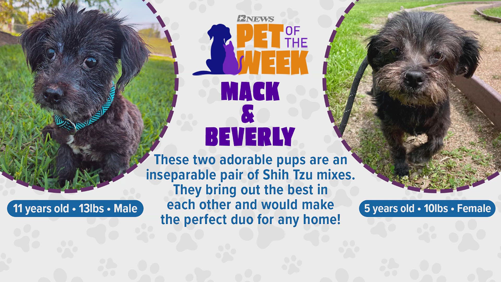 We're hoping to find these lovable Southeast Texas pets a forever home. "Pet of the Week" airs every Friday on 12News. Watch others at 12NewsNow.com/Pet
