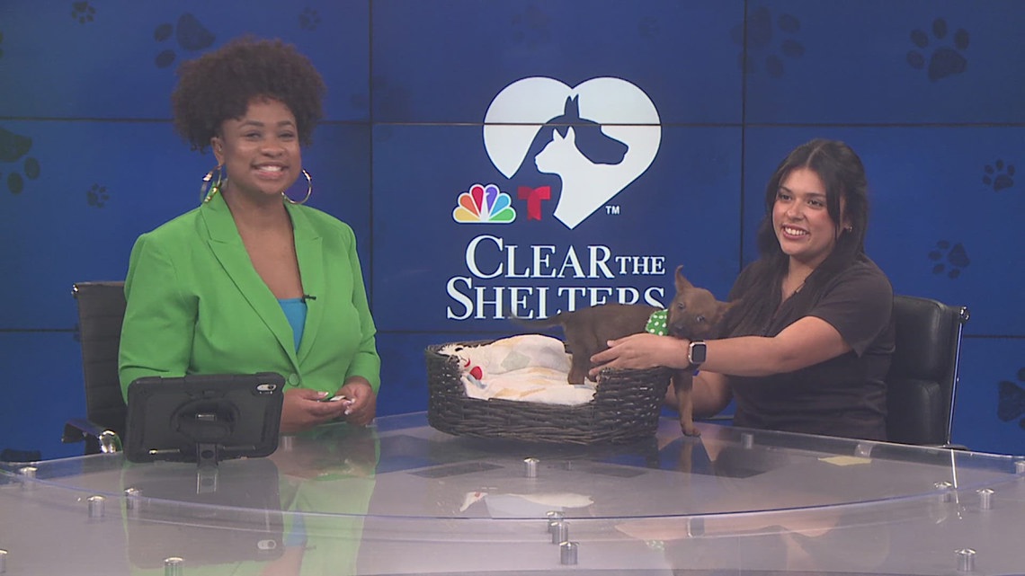 Beaumont Animal Care offering $20 adoptions through end of Clear the Shelters campaign this weekend