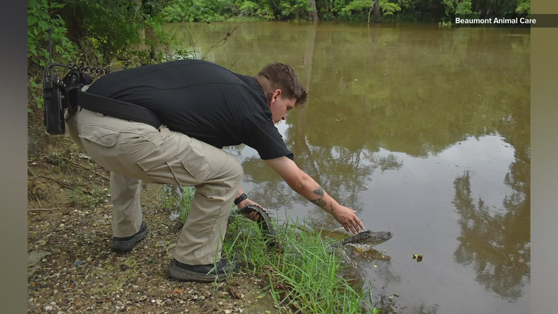 The young gator was about three to four feet long and had a large fish hook in its mouth.