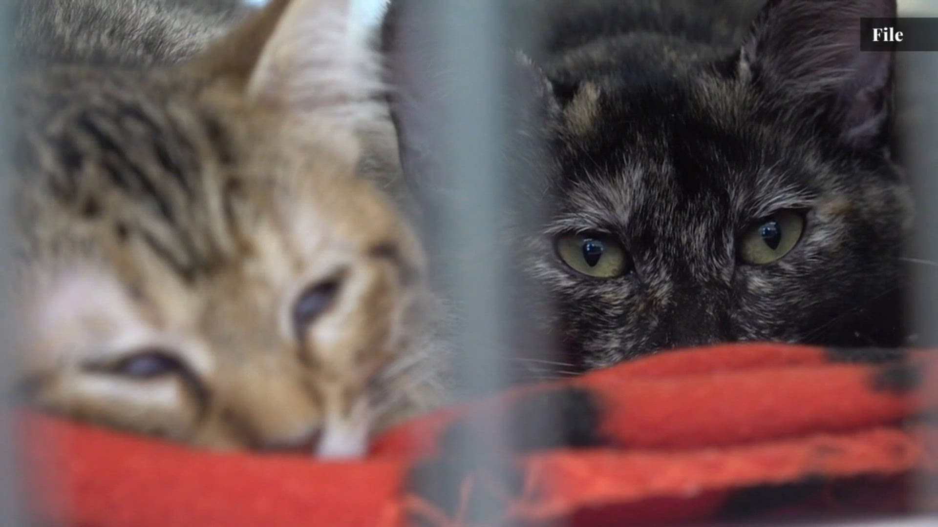 Beaumont considers possible spay-and-neuter ordinance for pets