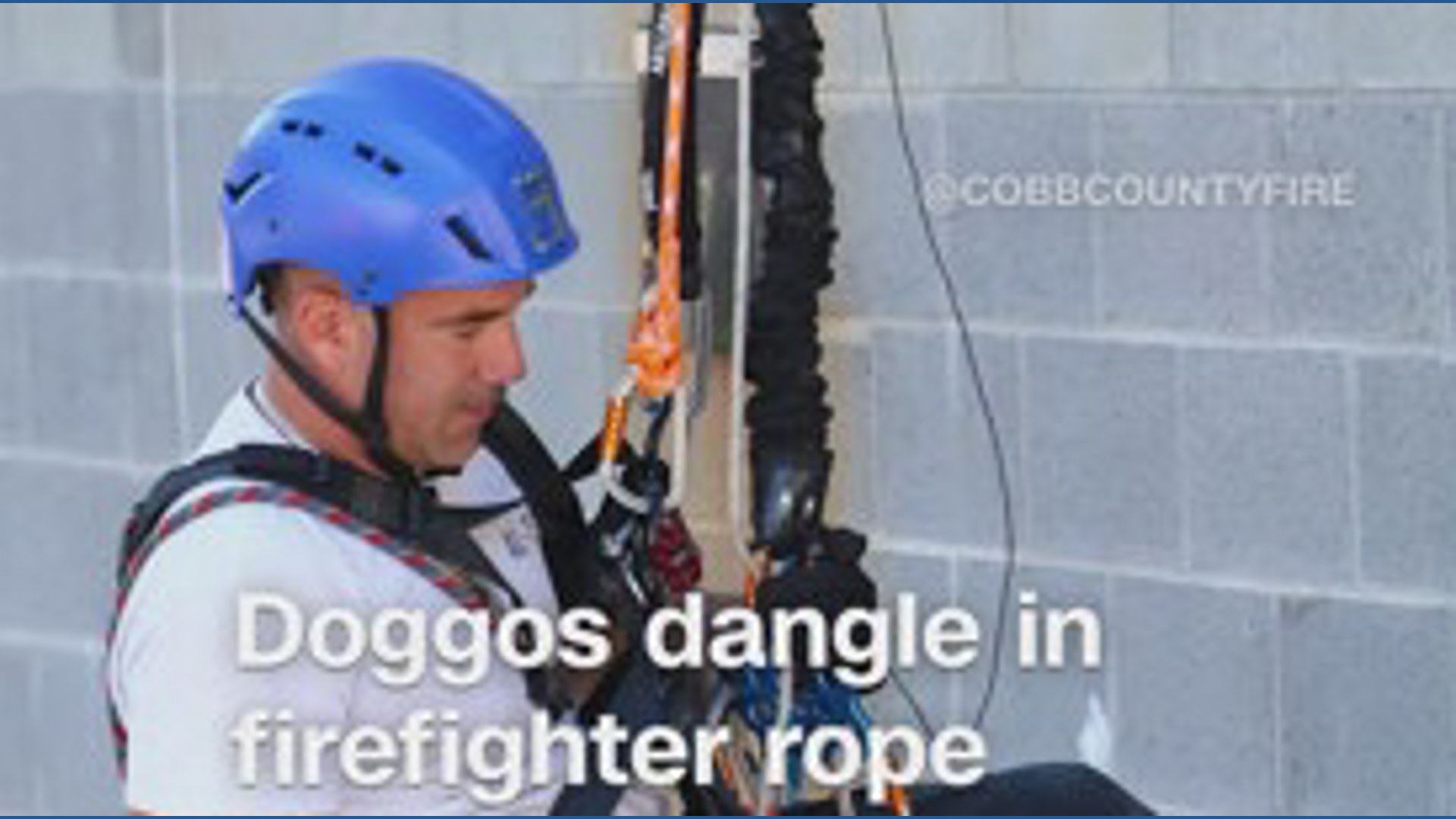 Dogs joined firefighters for rope training, dangling and rappelling ...