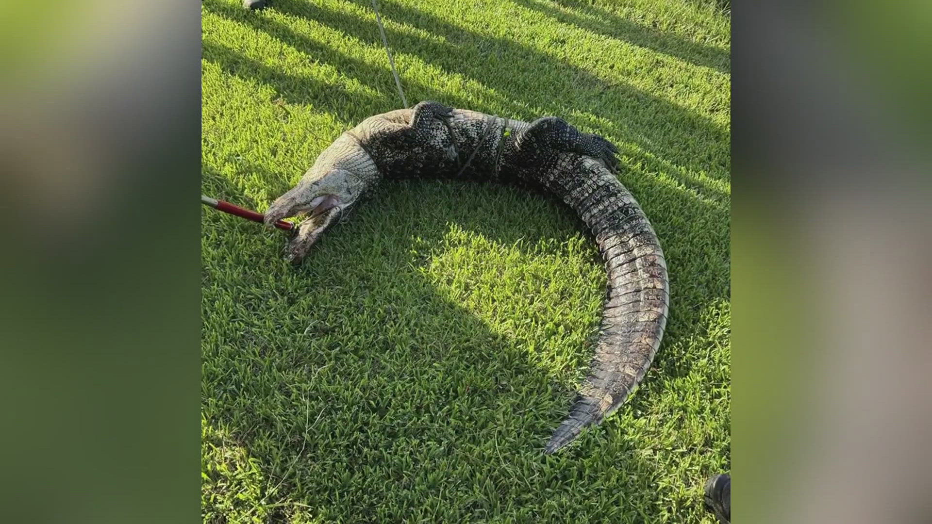 Lumberton Police initially got the call because the gator was trying to cross the road (presumably to get to the other side).