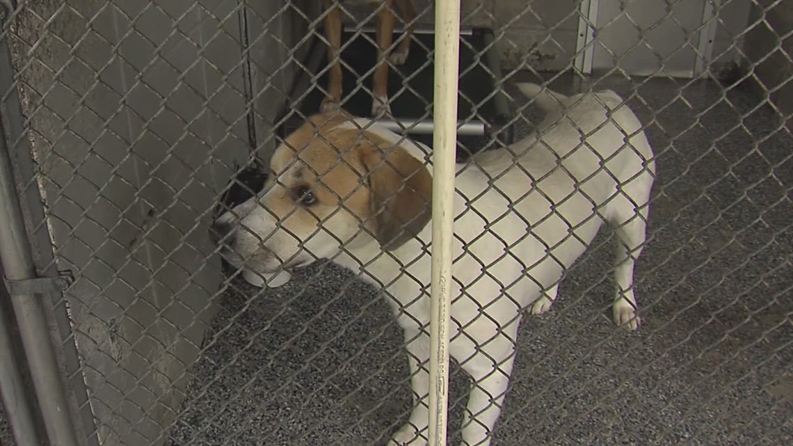 Beaumont Animal Care seeks foster families for dogs as temperatures drop