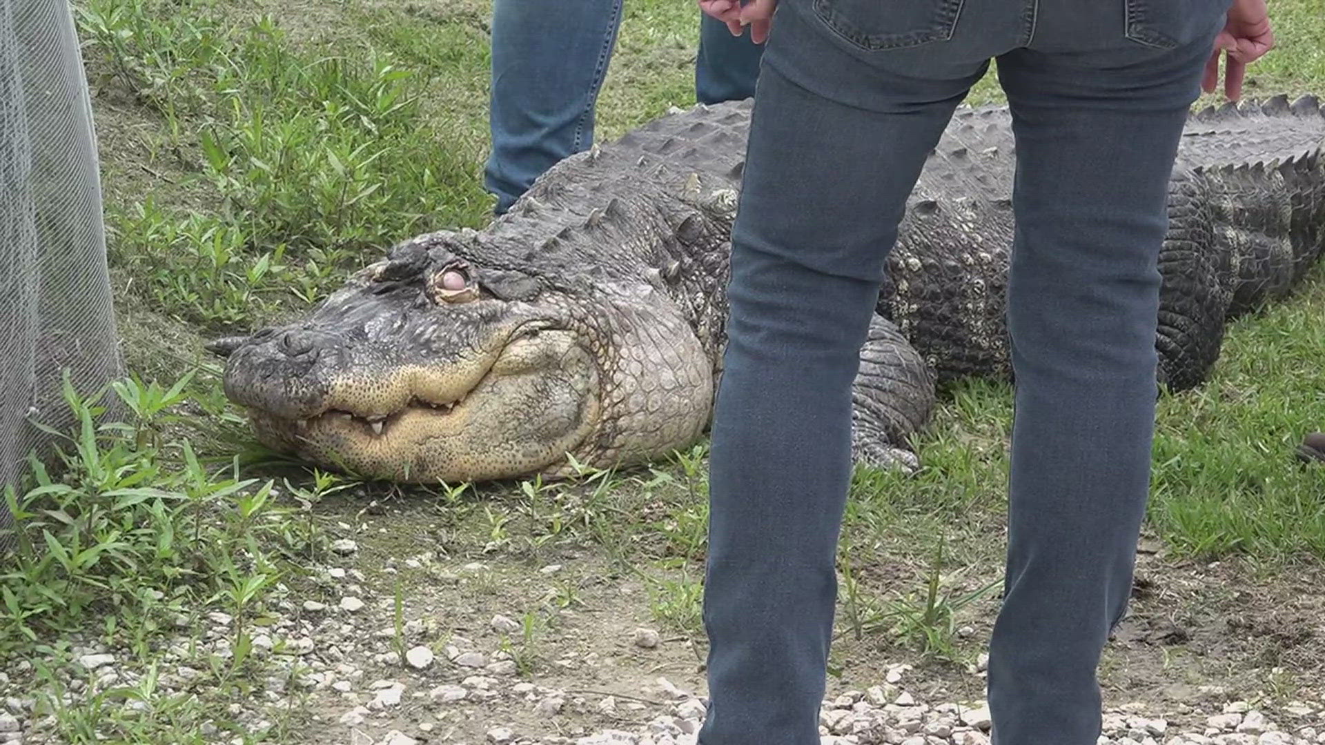 The gator was seized from his owner near Buffalo, NY, in March 2024, by the New York State Department of Environmental Conservation.
